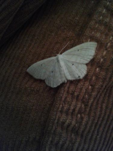 Réf. 253 958 : Scopula immutata